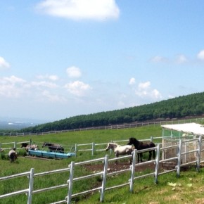 士幌ＸＣに参加しました。