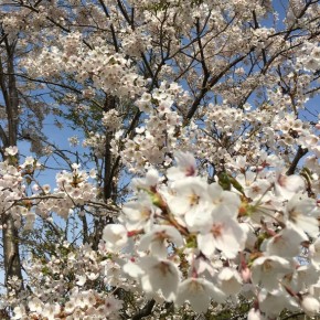 春の花見ライド